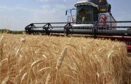 Россия столкнулась с минимальным экспортом пшеницы за 17 лет - agroexpert.md