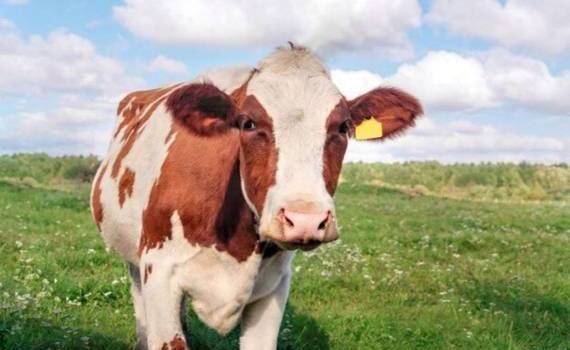 Нидерланды отложили сокращение выбросов азота до 2035 года - agroexpert.md