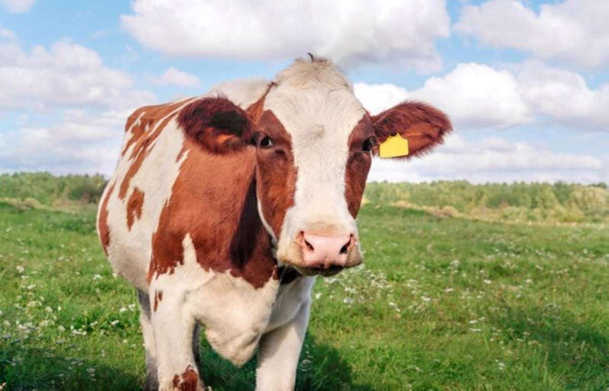 Нидерланды отложили сокращение выбросов азота до 2035 года - agroexpert.md