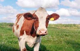 Нидерланды отложили сокращение выбросов азота до 2035 года - agroexpert.md