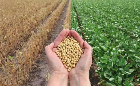 Резкий рост прогноза урожая сои в Украине показал июльский отчет USDA - agroexpert.md