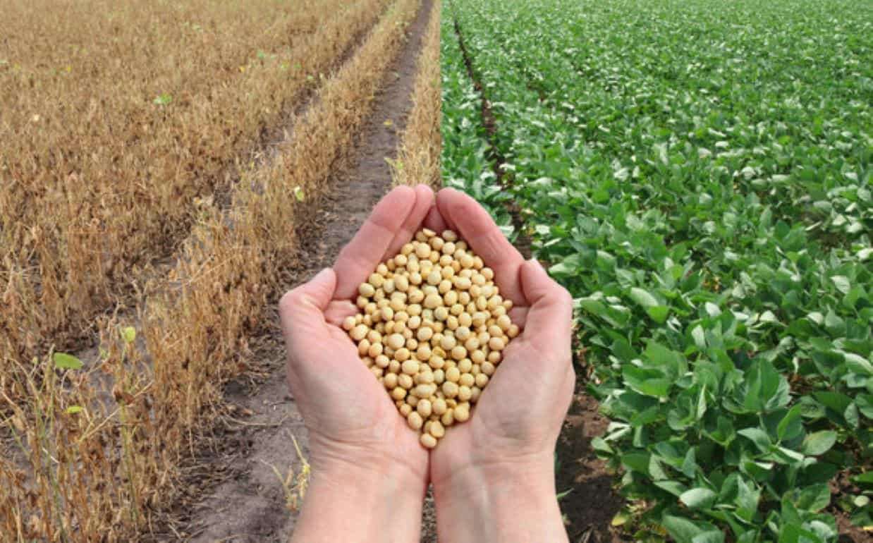 Резкий рост прогноза урожая сои в Украине показал июльский отчет USDA - agroexpert.md