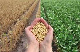 Резкий рост прогноза урожая сои в Украине показал июльский отчет USDA - agroexpert.md