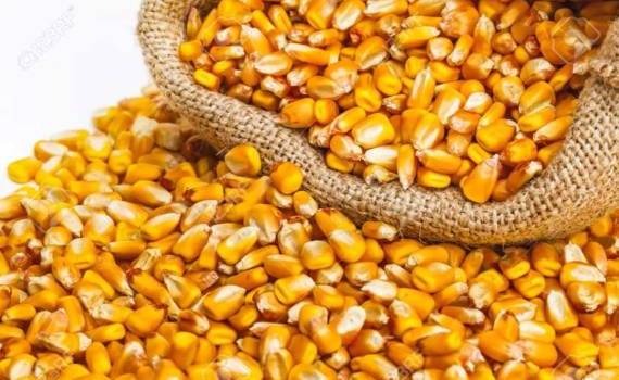 Турция разрешила беспошлинный импорт 0,5 млн т кукурузы - agroexpert.md