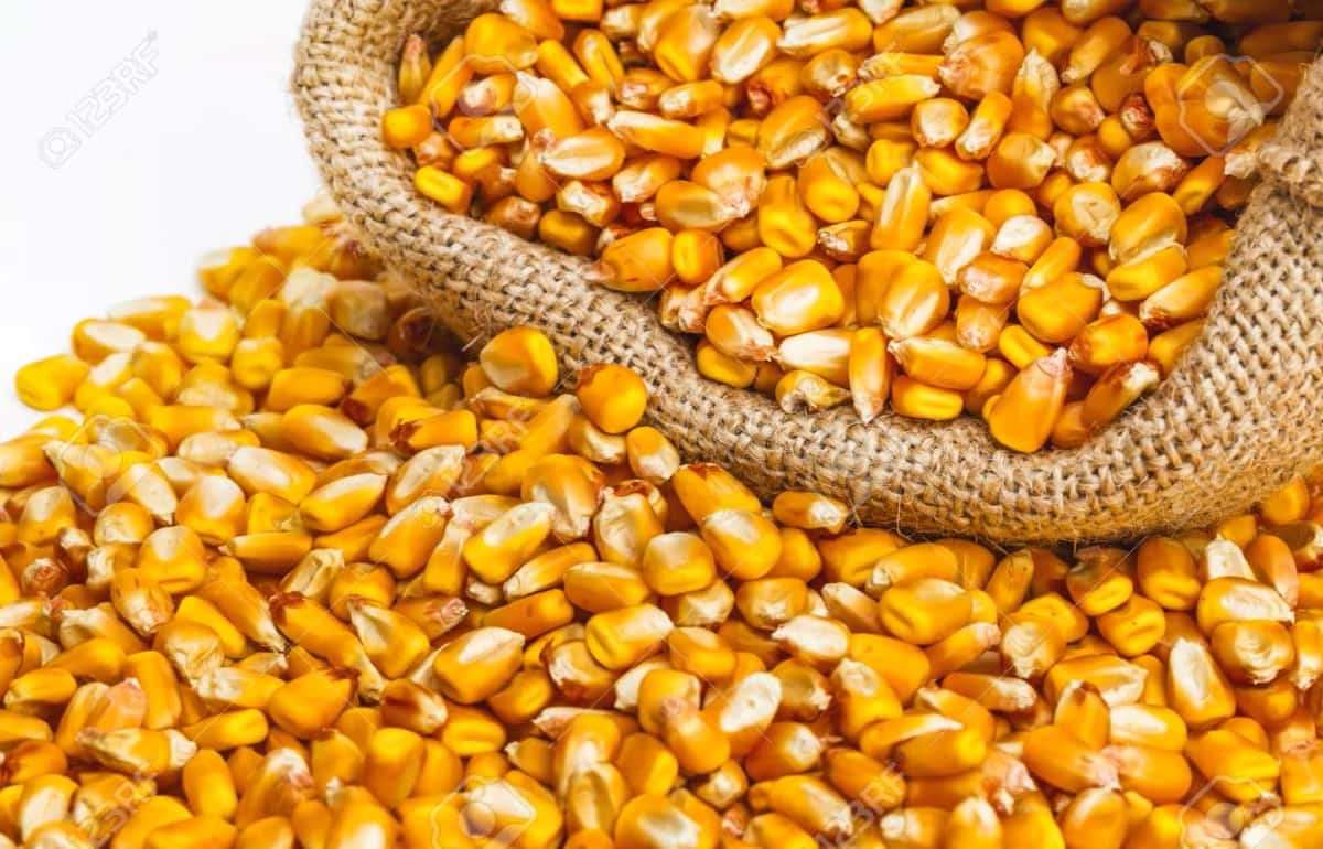 Турция разрешила беспошлинный импорт 0,5 млн т кукурузы - agroexpert.md