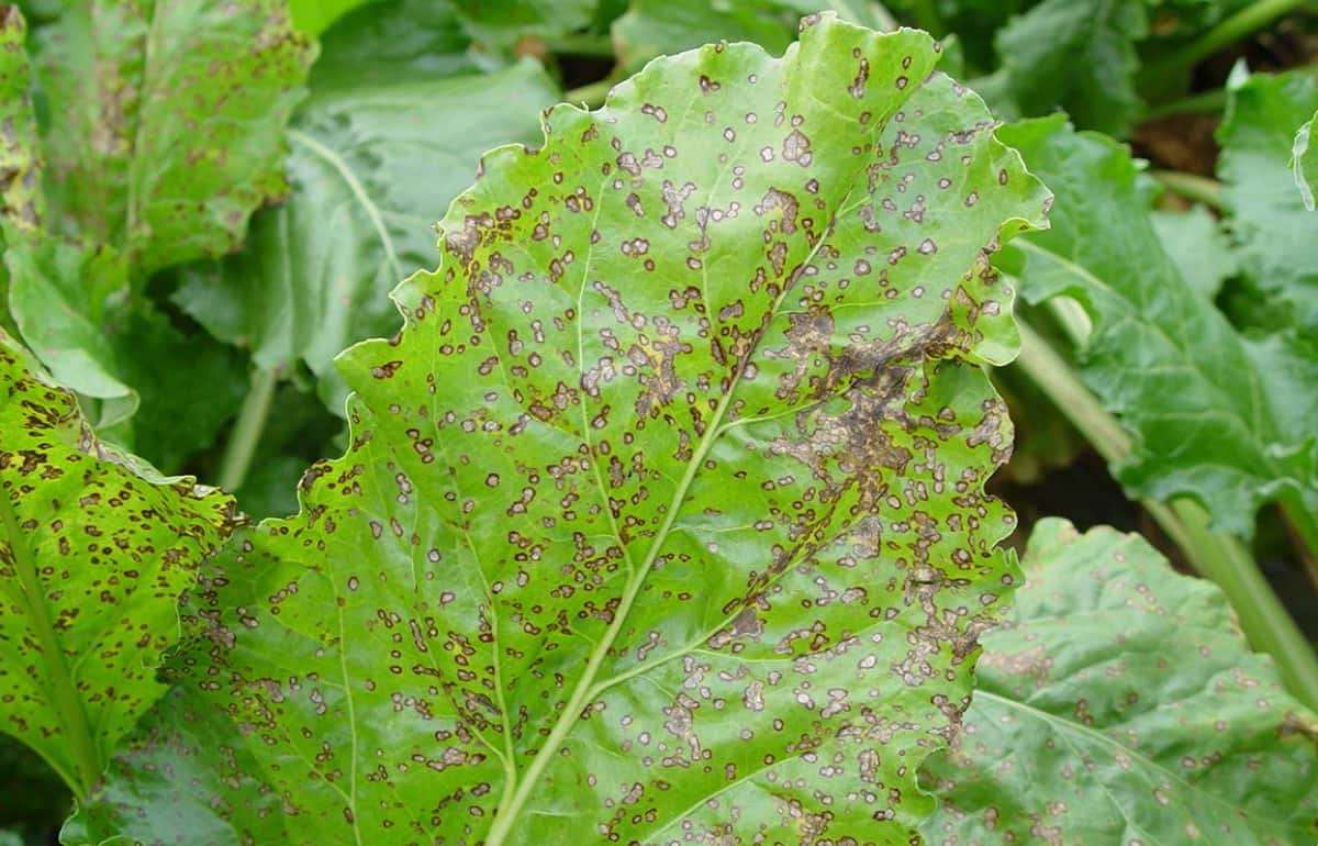 Церкоспороз сахарной свеклы: угрозы и методы борьбы с болезнью - agroexpert.md