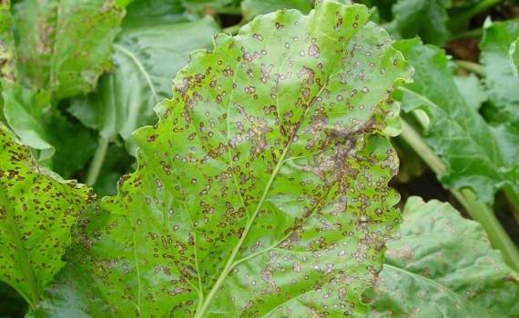 Церкоспороз сахарной свеклы: угрозы и методы борьбы с болезнью - agroexpert.md