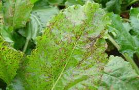 Церкоспороз сахарной свеклы: угрозы и методы борьбы с болезнью - agroexpert.md