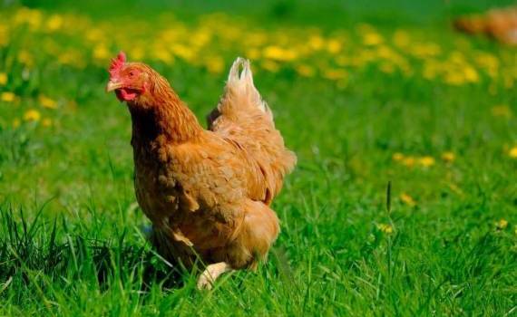 В Приднестровье модернизировали птицефабрику на деньги ЕС - agroexpert.md