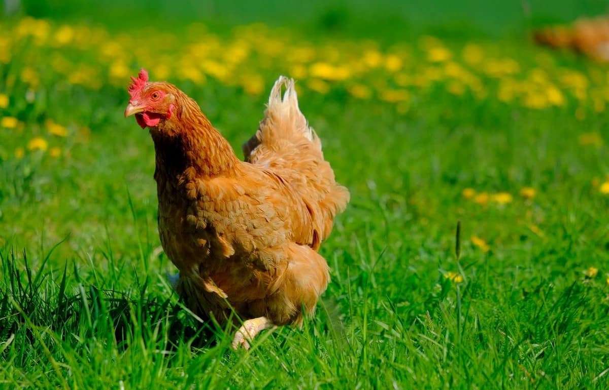 В Приднестровье модернизировали птицефабрику на деньги ЕС - agroexpert.md