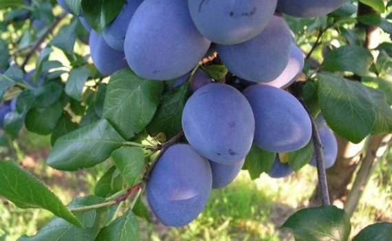 Близится начало сбора ранней сливы: прогнозируют высокий спрос и цены - agroexpert.md