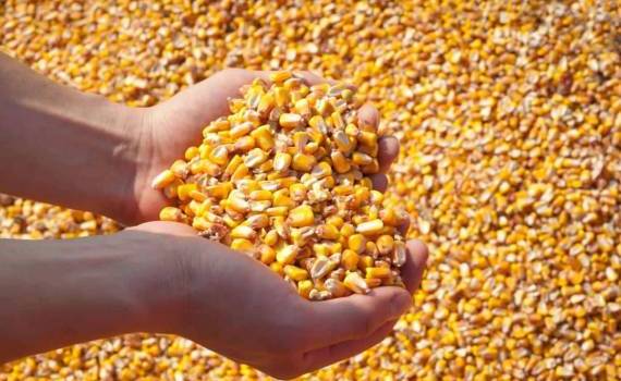 Новая беспошлинная квота Турции не повлияла на цену украинской кукурузы - agroexpert.md