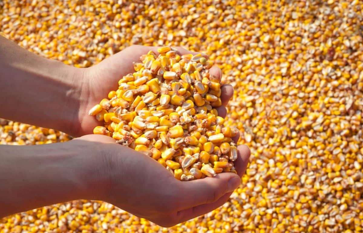 Новая беспошлинная квота Турции не повлияла на цену украинской кукурузы - agroexpert.md