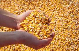 Новая беспошлинная квота Турции не повлияла на цену украинской кукурузы - agroexpert.md