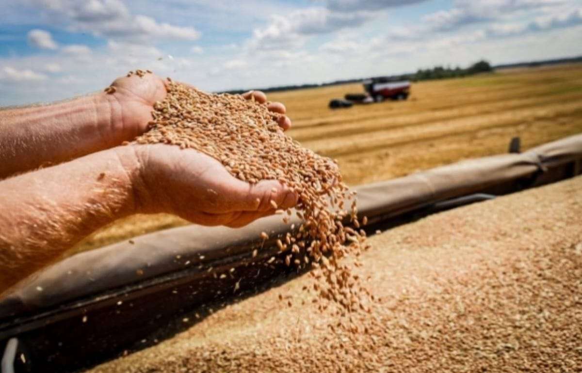 Алжир предпочел закупить пшеницу в основном из Черноморского региона - agroexpert.md