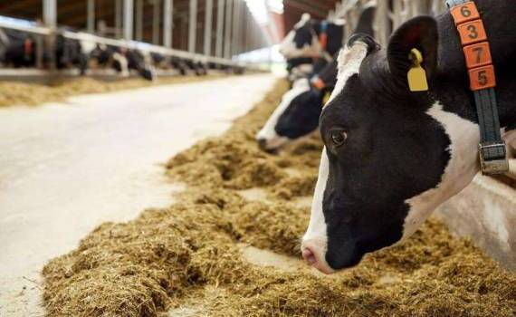 В молдавские животноводческие фермы инвестировали рекордные $17 млн - agroexpert.md