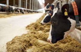 В молдавские животноводческие фермы инвестировали рекордные $17 млн - agroexpert.md