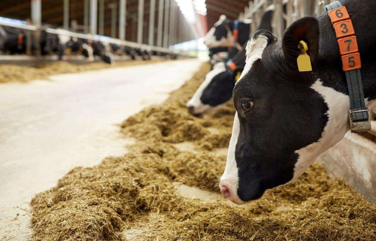 В молдавские животноводческие фермы инвестировали рекордные $17 млн - agroexpert.md