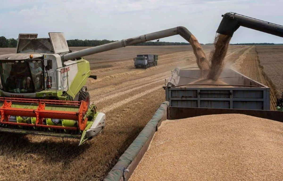 Урожайность и цены пшеницы нового урожая в Украине - agroexpert.md