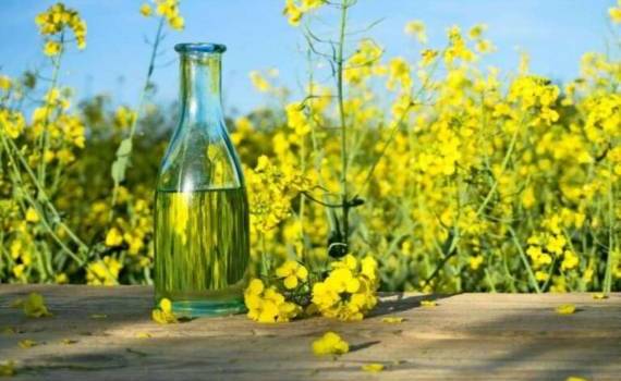 Польские производители масел просят разрешить импорт украинского рапса - agroexpert.md