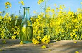 Польские производители масел просят разрешить импорт украинского рапса - agroexpert.md