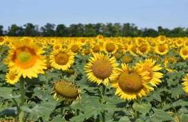 Подтверждается прогноз урожайности масличных культур в Румынии - agroexpert.md
