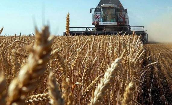 Разницы в цене между фуражным и продовольственным зерном может и не быть - agroexpert.md
