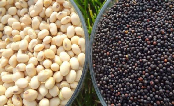 Украина ввела экспортные пошлины на рапс и сою – реакция рынка - agroexpert.md