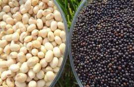 Украина ввела экспортные пошлины на рапс и сою – реакция рынка - agroexpert.md