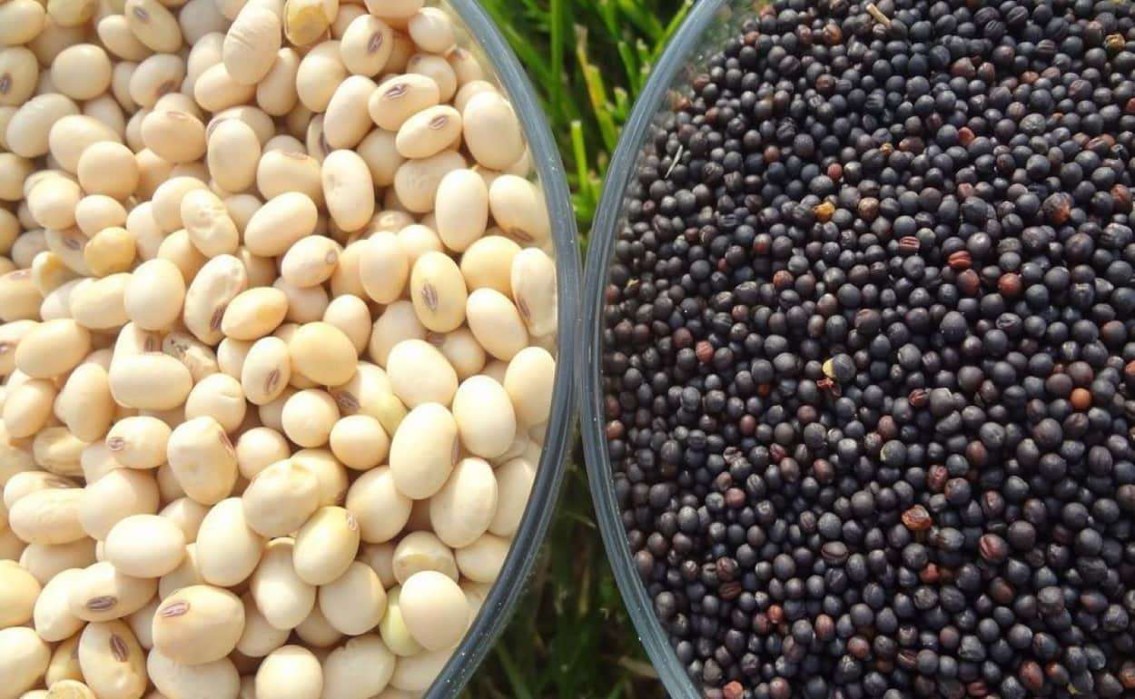Украина ввела экспортные пошлины на рапс и сою – реакция рынка - agroexpert.md