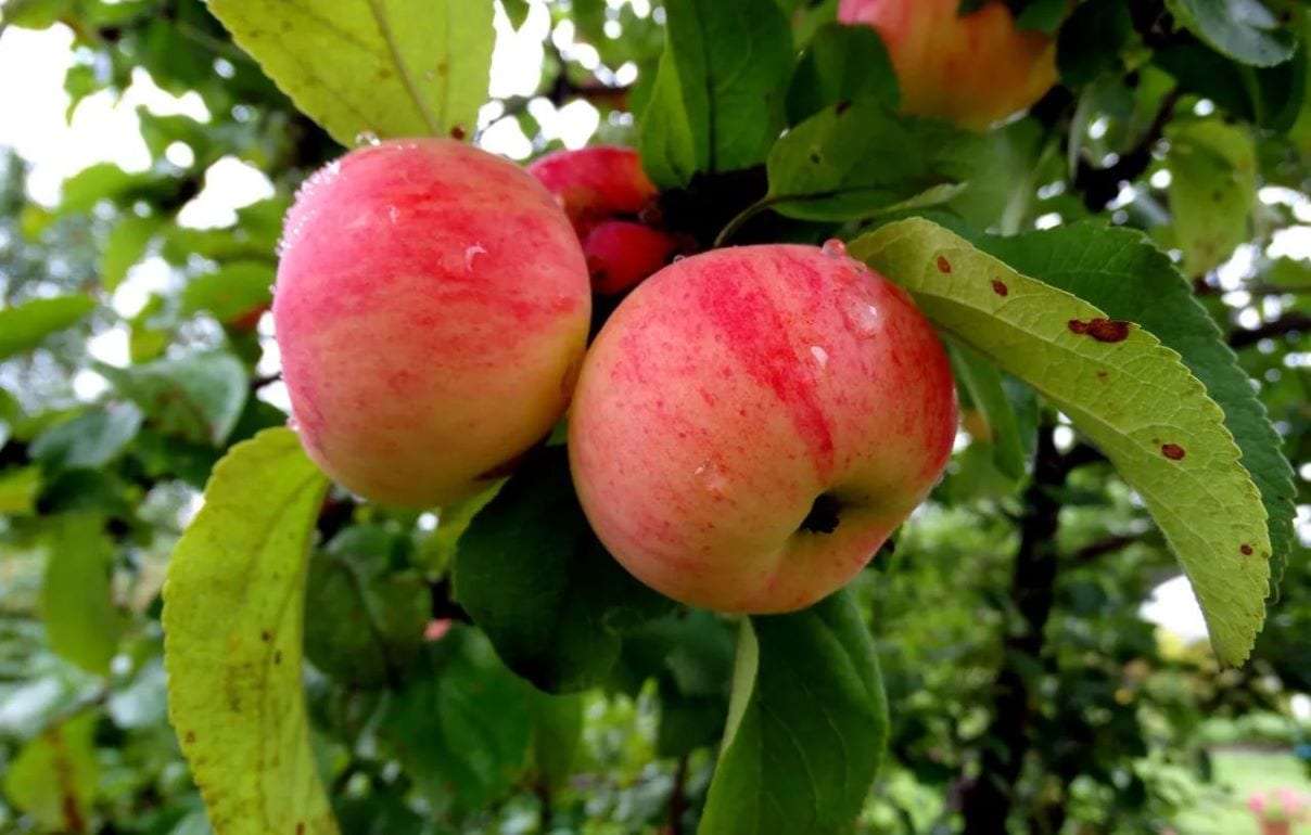 В Украине стартовал сезон яблок: цены втрое выше, чем в прошлом году - agroexpert.md