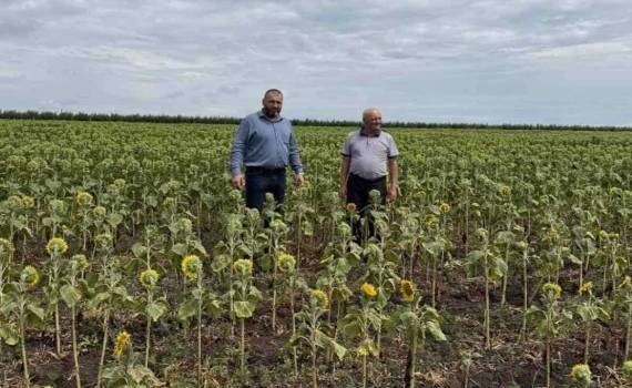 На юге Молдовы кукуруза и подсолнечник оказались под угрозой - agroexpert.md