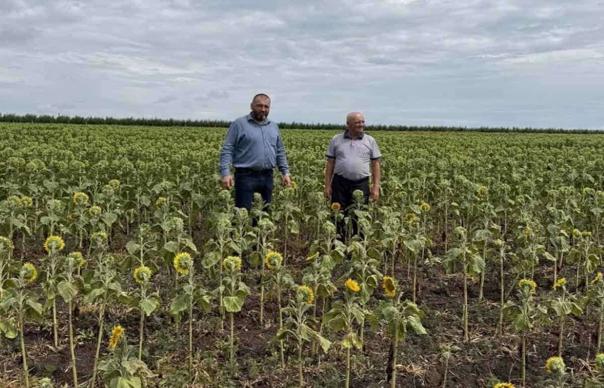 На юге Молдовы кукуруза и подсолнечник оказались под угрозой - agroexpert.md
