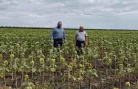 На юге Молдовы кукуруза и подсолнечник оказались под угрозой - agroexpert.md