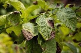 В США работают над созданием устойчивых к фитофторозу сортов картофеля - agroexpert.md
