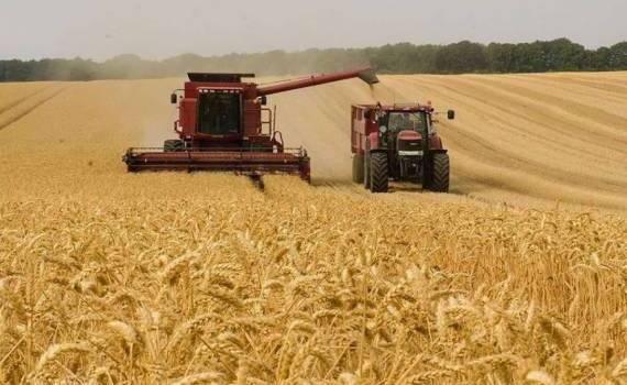 Особенности торговли пшеницей урожая 2025 года на региональном рынке - agroexpert.md