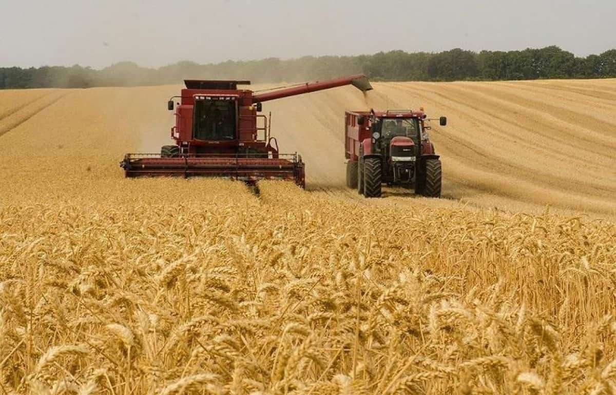 Особенности торговли пшеницей урожая 2025 года на региональном рынке - agroexpert.md