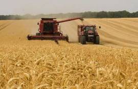 Особенности торговли пшеницей урожая 2025 года на региональном рынке - agroexpert.md