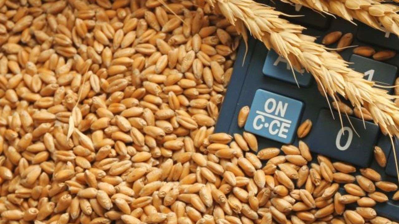 Evoluția prețurilor la grâu și orz în Regiunea Bazinului Mării Negre și R. Moldova - agroexpert.md