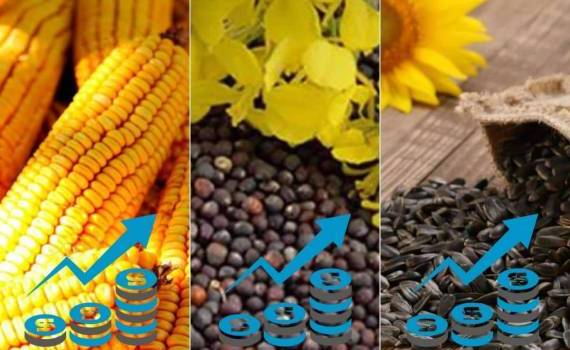 В Украине в сезоне 2024 года выросла доходность агропроизводств - agroexpert.md
