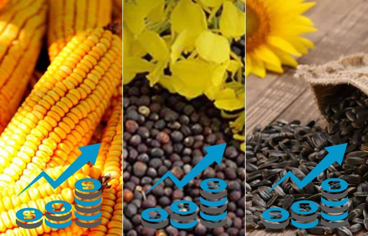 В Украине в сезоне 2024 года выросла доходность агропроизводств - agroexpert.md