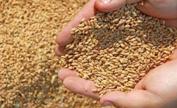Forța Fermierilor объявила сбор зерна для фермеров в Штефан-Водэ - agroexpert.md