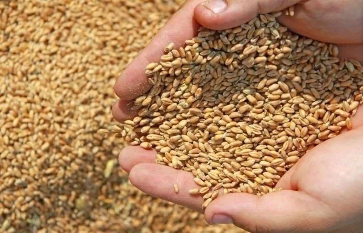 Forța Fermierilor объявила сбор зерна для фермеров в Штефан-Водэ - agroexpert.md