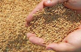 Forța Fermierilor объявила сбор зерна для фермеров в Штефан-Водэ - agroexpert.md