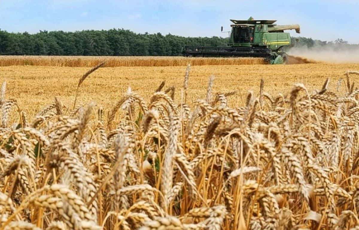 Аналитики MARS повысили оценки урожайности ранних зерновых в ЕС - agroexpert.md