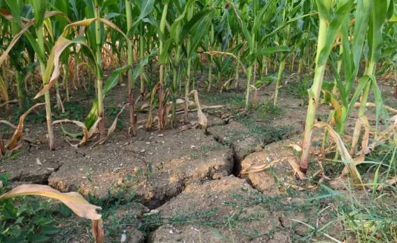 В Болгарии упала урожайность подсолнечника и кукурузы из-за засухи - agroexpert.md