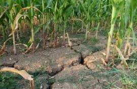 В Болгарии упала урожайность подсолнечника и кукурузы из-за засухи - agroexpert.md