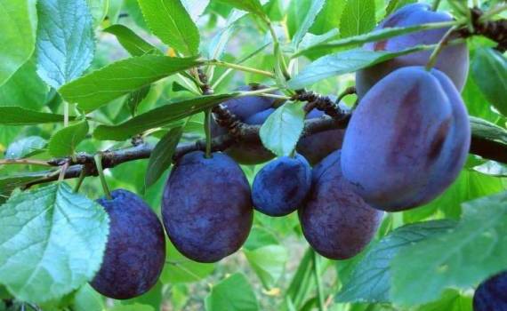 Moldova Fruct рассказала о законодательных изменениях для садоводов - agroexpert.md