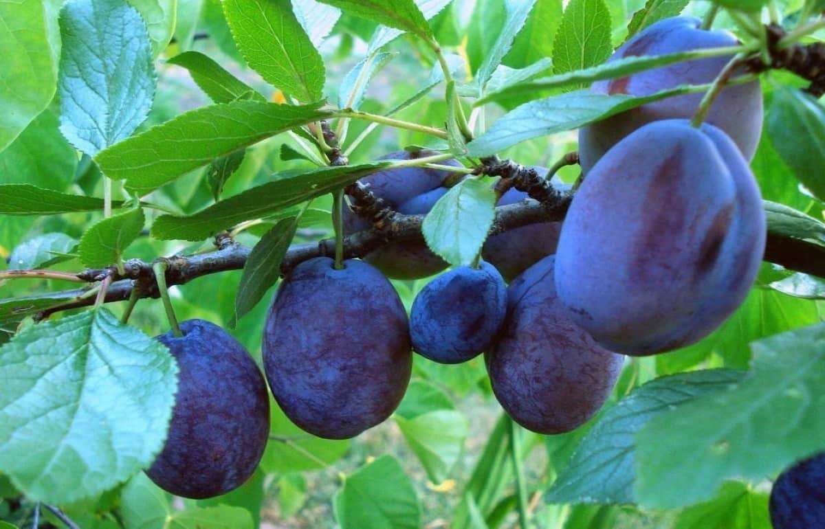 Moldova Fruct рассказала о законодательных изменениях для садоводов - agroexpert.md
