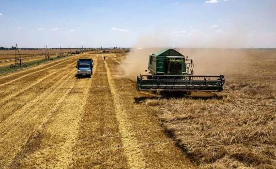 На украинском рынке пшеницы повторяются тенденции сезона 2020/21 - agroexpert.md